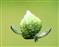  Utricle with perianth